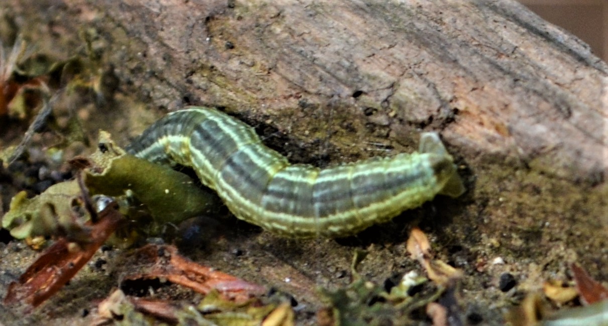 caterpillar1