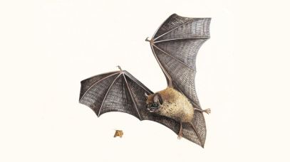 pipistrelle-bat_1200x675